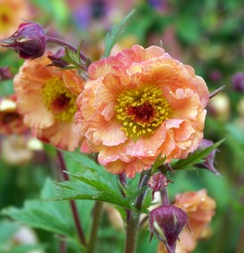Geum rivale 'Mai Thai' (Nagelkruid)