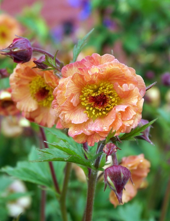 Geum rivale 'Mai Thai' (Nagelkruid)