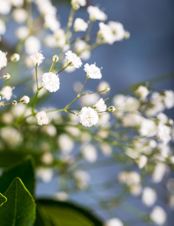 Gypsophylla paniculata 'Bristol Fairy' (Sluierkruid, Gipskruid)
