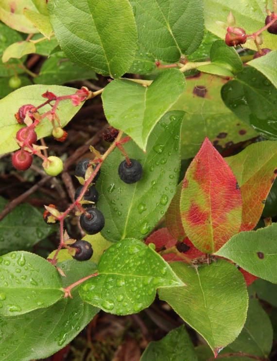 Gaultheria shallon (Appeltjesblad)