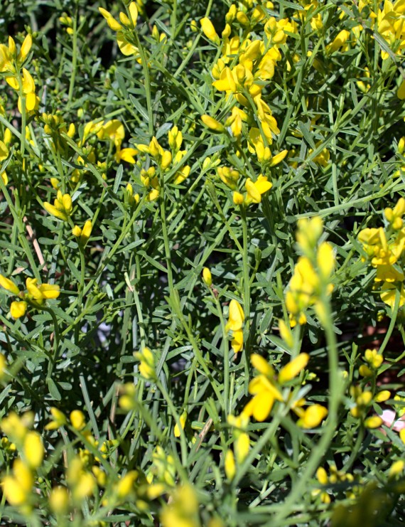 Genista lydia (Verfbrem) Genista lydia (Verfbrem)