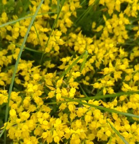 Genista pilosa 'Goldilocks' (Kruipbrem)