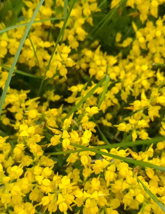 Genista pilosa 'Goldilocks' (Kruipbrem)