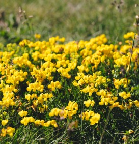 Genista pilosa 'Lemon Spreader' (Kruipbrem)