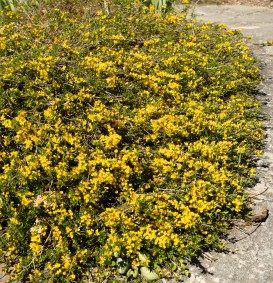 Genista pilosa 'Vancouver Gold' (Kruipbrem)