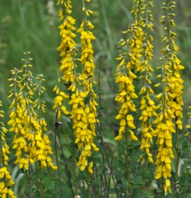 Genista tinctoria 'Royal Gold' (Heidebrem)
