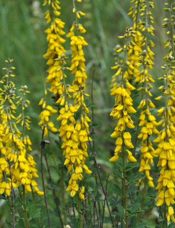 Genista tinctoria 'Royal Gold' (Heidebrem)