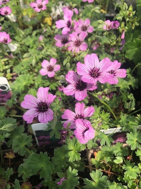 Geranium cinereum 'Ballerina' (Ooievaarsbek)