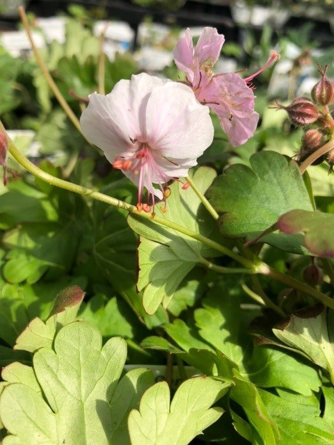 Geranium cantabrigiense 'Biokovo' (Ooievaarsbek)
