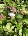Geranium cantabrigiense 'Biokovo' (Ooievaarsbek)
