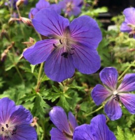 Geranium 'Johnson's Blue' (Ooievaarsbek) Geranium 'Johnson's Blue' (Ooievaarsbek)
