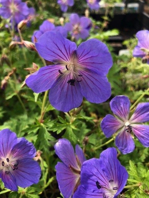 Geranium 'Johnson's Blue' (Ooievaarsbek)