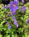 Geranium 'Johnson's Blue' (Ooievaarsbek)