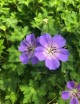 Geranium 'Rozanne' (Ooievaarsbek)