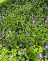 Geranium 'Rozanne' (Ooievaarsbek) Geranium 'Rozanne' (Ooievaarsbek)
