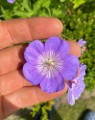 Geranium 'Rozanne' (Ooievaarsbek) Geranium 'Rozanne' (Ooievaarsbek)