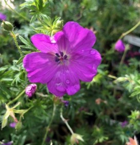 Geranium sanguineum (Ooievaarsbek) Geranium sanguineum (Ooievaarsbek)