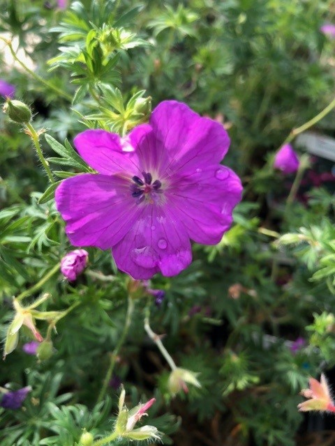 Geranium sanguineum (Ooievaarsbek)