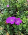 Geranium sanguineum (Ooievaarsbek)