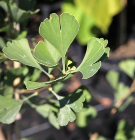 Ginkgo biloba (Japanse notenboom)