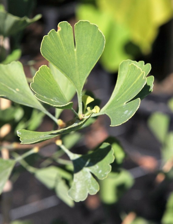 Ginkgo biloba (Japanse notenboom)