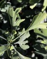 Ginkgo biloba (Japanse notenboom)