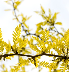 Gleditsia triacanthos 'Sunburst' (Amerikaanse kristusdoorn)