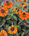 Helenium Short'n Sassy (Zonnekruid)
