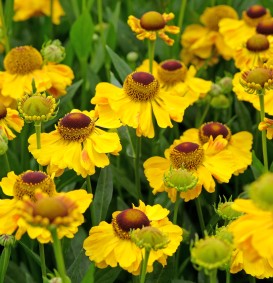 Helenium bigelovii 'The Bishop' (Zonnekruid) 