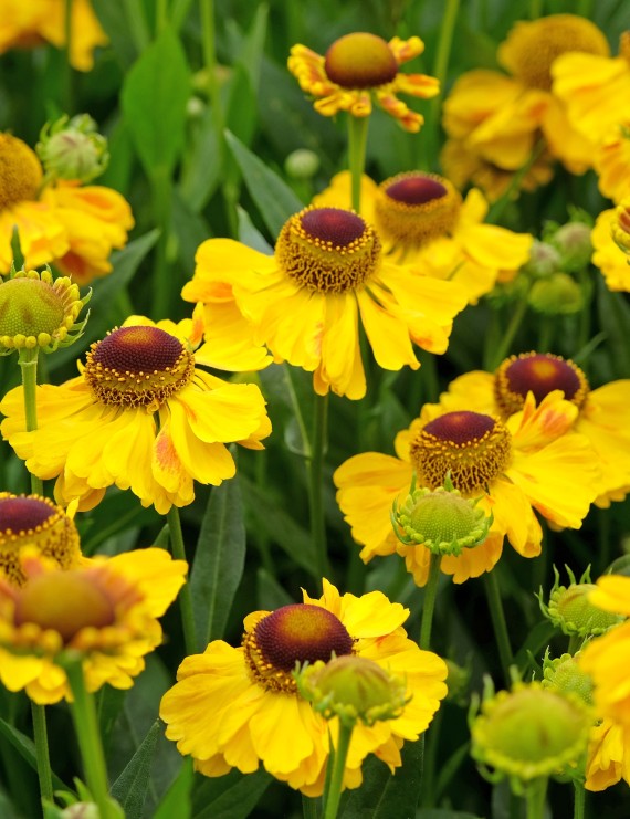 Helenium bigelovii 'The Bishop' (Zonnekruid) Helenium bigelovii 'The Bishop' (Zonnekruid)