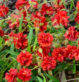 Helianthemum 'Amabile Plenum' (Zonneroosje)
