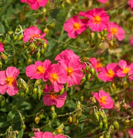 Helianthemum 'Ben Hope' (Zonneroosje)
