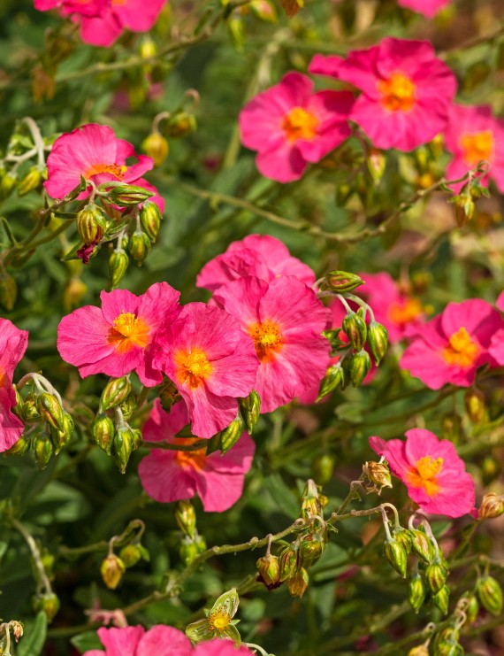 Helianthemum 'Ben Hope' (Zonneroosje)