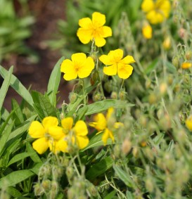 Helianthemum 'Golden Queen' (Zonneroosje)