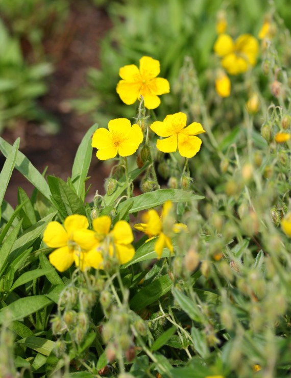 Helianthemum 'Golden Queen' (Zonneroosje)