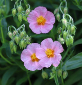 Helianthemum 'Lawrensons Pink' (Zonneroosje) Helianthemum 'Lawrensons Pink' (Zonneroosje)