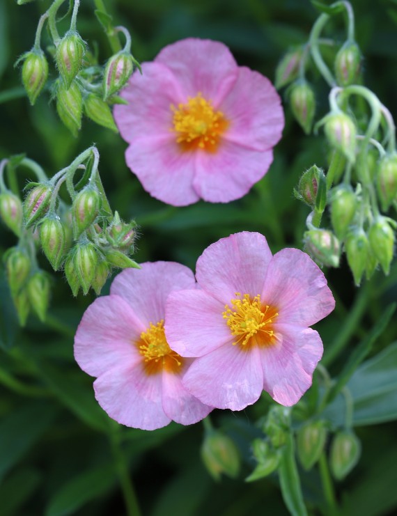 Helianthemum 'Lawrensons Pink' (Zonneroosje)