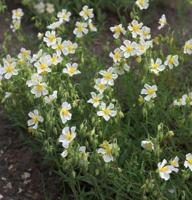Helianthemum 'Snow Queen'(=The Bride) (Zonneroosje) Helianthemum 'Snow Queen'(=The Bride) (Zonneroosje)