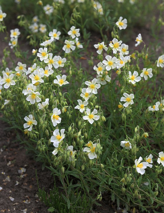 Helianthemum 'Snow Queen'(=The Bride) (Zonneroosje)