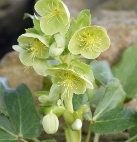 Helleborus argutifolius (Nieskruid - Kerstroos)