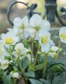 Helleborus niger (Kerstroos)