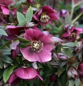 Helleborus orientalis (Nieskruid - kerstroos)