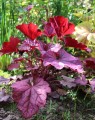 Heuchera 'Berry Smoothie'® (Purperklokje) Heuchera 'Berry Smoothie'® (Purperklokje)