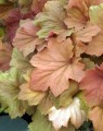 Heuchera 'Caramel' (Purperklokje) Heuchera 'Caramel' (Purperklokje)