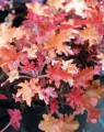 Heuchera 'Marmalade' (Purperklokje) Heuchera 'Marmalade' (Purperklokje)