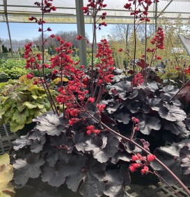 Heuchera brizoides 'Pluie de Feu' (Purperklokje)