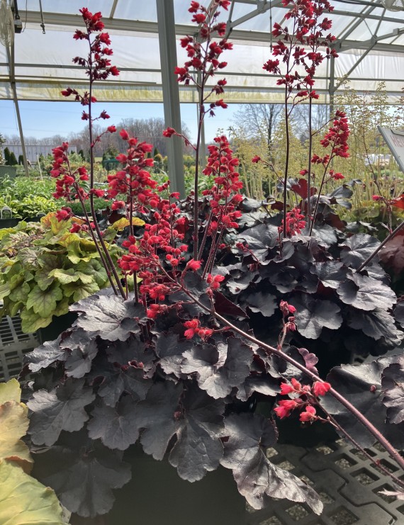 Heuchera brizoides 'Pluie de Feu' (Purperklokje)