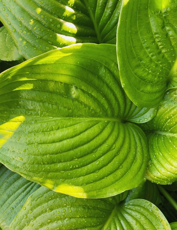 Hosta 'August Moon' (Hartlelie)