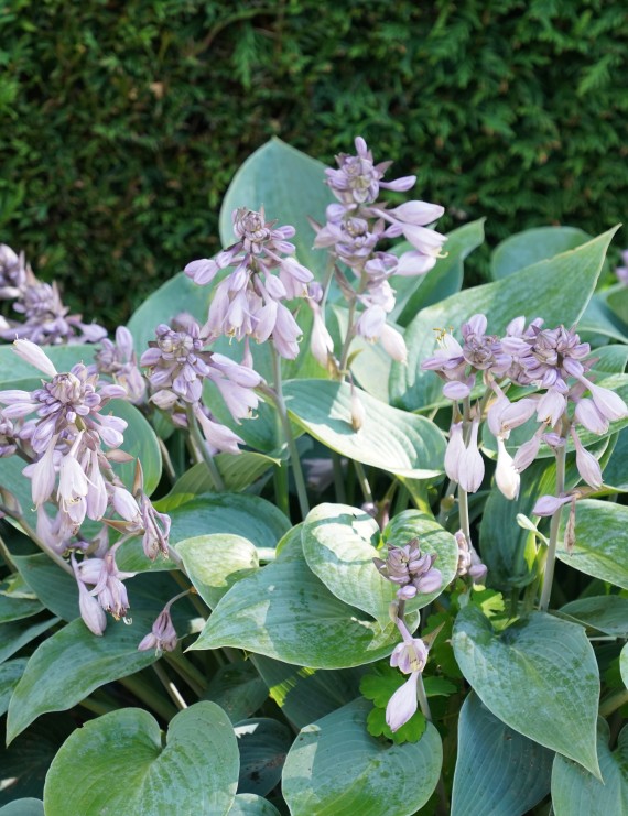 Hosta sieboldiana 'Elegans' (Hartlelie)