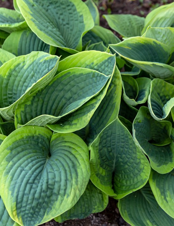 Hosta sieboldiana 'Frances Williams' (Hartlelie)